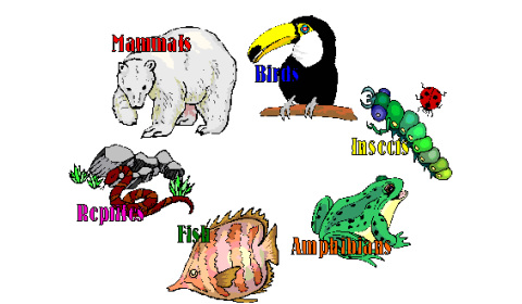 Animal Groups and Their Needs - 3rd Grade
